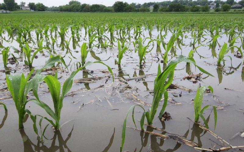 Young stalks of corn stand in a flooded field in Auburn, Neb. The Midwest is bracing for more flooding as rivers rise and heavy rains are predicted through Friday. 