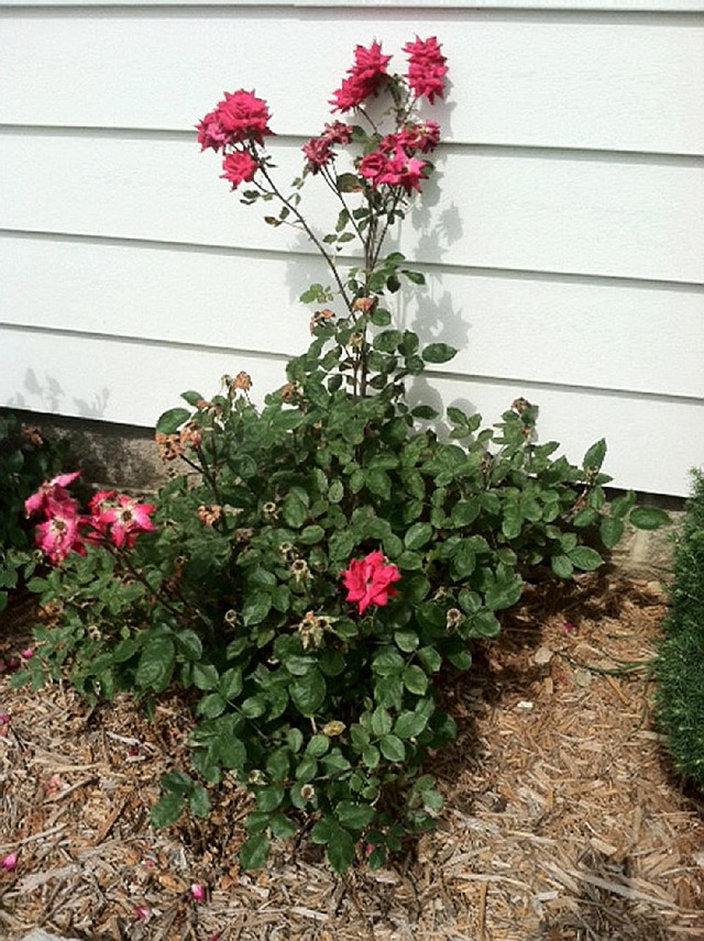 Gangly sprouts on a Knockout rose suggest the shrub is infected with the rose rosette virus. 