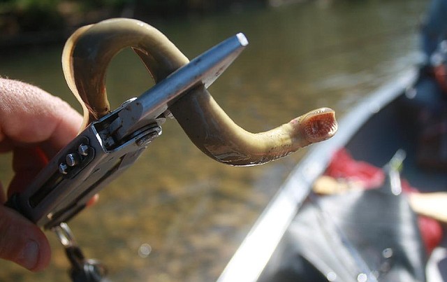 The author pulled this lamprey off a smallmouth bass that Rusty Pruitt caught last Saturday on the Caddo River. 