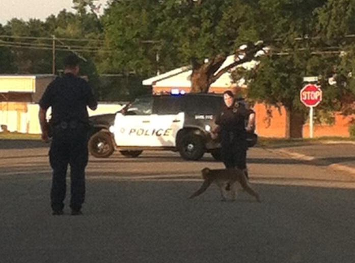 Officers work to catch a monkey that escaped from a Conway animal shelter Tuesday.