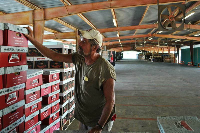 Terry Donnelly examines boxes packed with Deepwoods Farms tomatoes at a quiet Warren Tomato Market last week. Donnelly said farmers once crowded the market to sell tomatoes. 