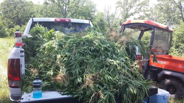 Authorities in Faulkner County uncovered 2,117 marijuana plants in a field off Solomon Grove Road on Thursday.