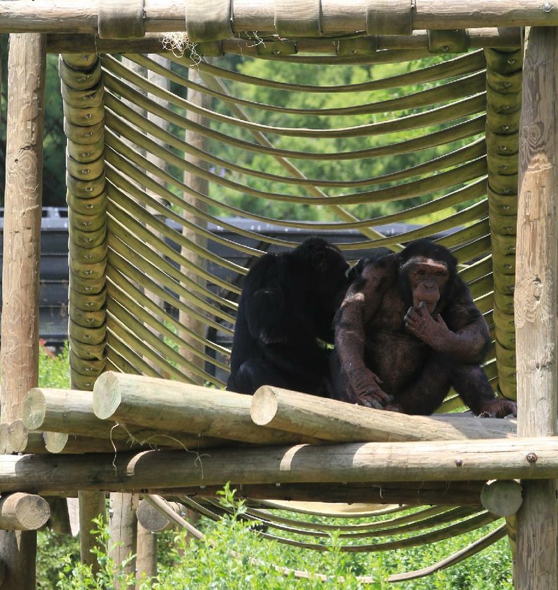  Arkansas Democrat-Gazette/STATON BREIDENTHAL --6/27/13-- A pair of Chimpanzees sit in the shade Thursday afternoon at the Little Rock Zoo. The Chimpanzee enclosure at the zoo is scheduled for renovation. 