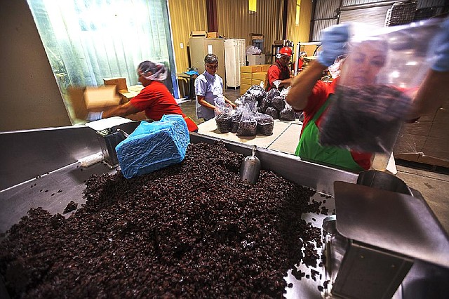 Workers measure out 5-pound bags of raisins at a co-op in Kerman, Calif. Raisin farmer Marvin Horne has refused to contribute to a mandatory reserve for the past 11 years. 