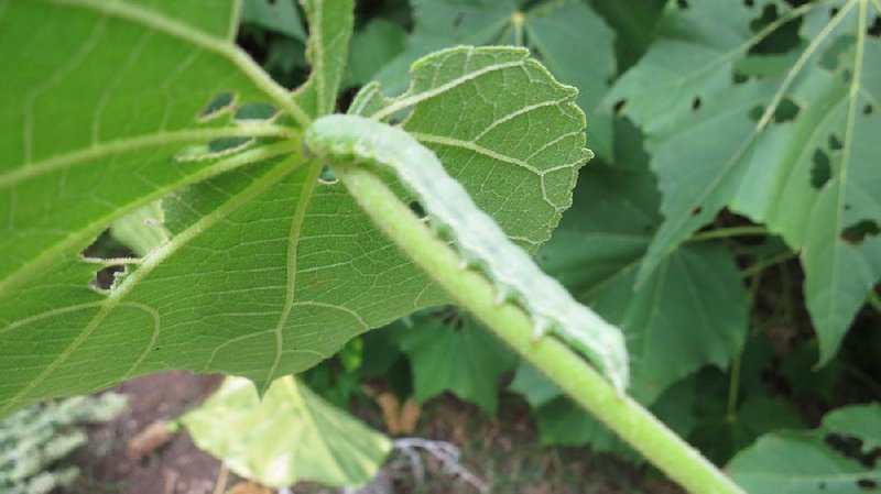 Mallow sawfly larvae by Janet B. Carson for HomeStyle.