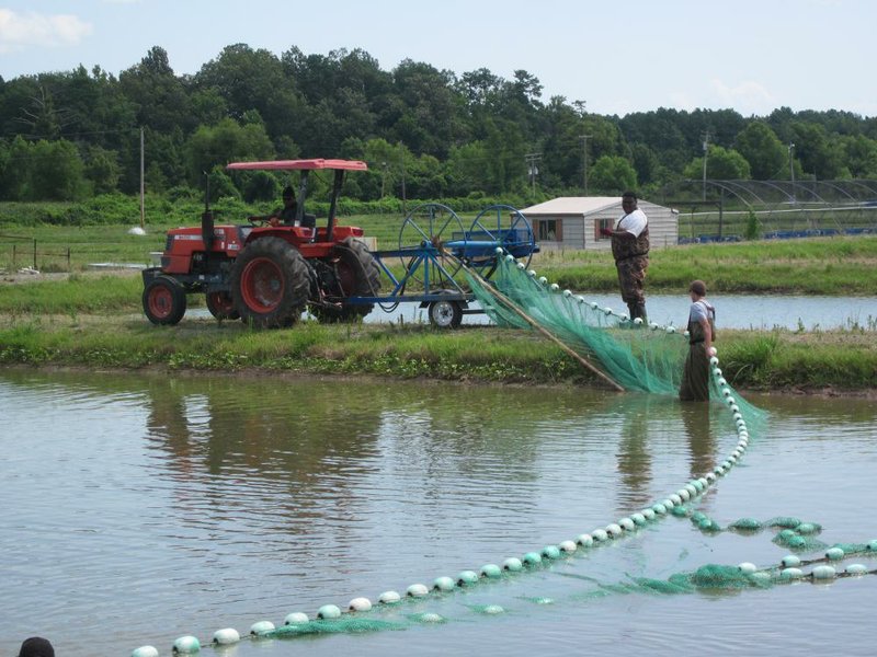 Special to the Arkansas Democrat Gazette -- 08/15/2012 -- Crews use a tractor to pull a net in a research pond at the University of Arkansas at Pine Bluff so hybrid catfish can be evaluated. A growing number of farmers are turning to hybrid catfish which can be grown to market-size in a shorter period 