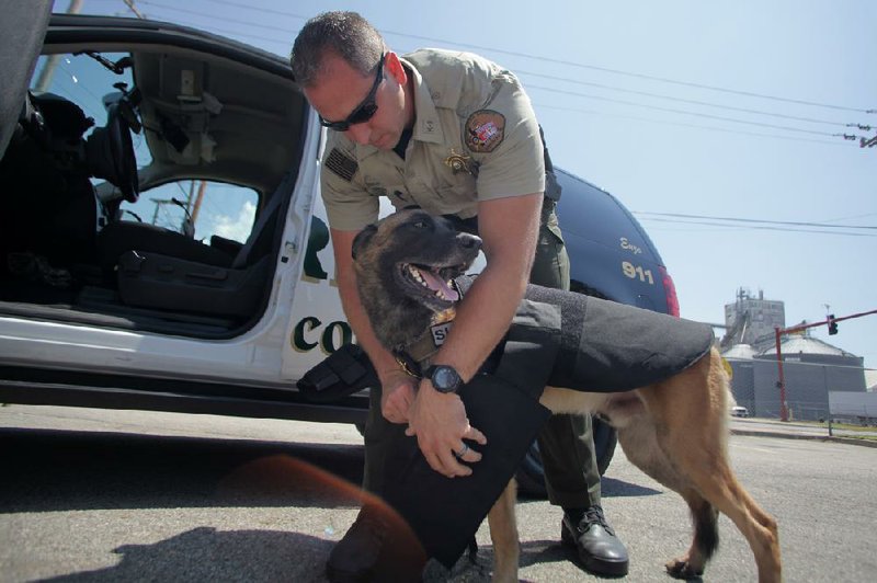 Arkansas Democrat-Gazette/RYAN MCGEENEY --07-18-2013-- Sebastian County Sheriff's Deputy Ron Decker places a Level-III protective vest on Enzo, a 3-year-old Belgian Malinois, before a brief training demonstration Thursday afternoon in Fort Smith. The Sebastian County Sheriff's Office is trying to raise $1,500 in donations to purchase a similar vest for Asi, the department's other patrol dog.