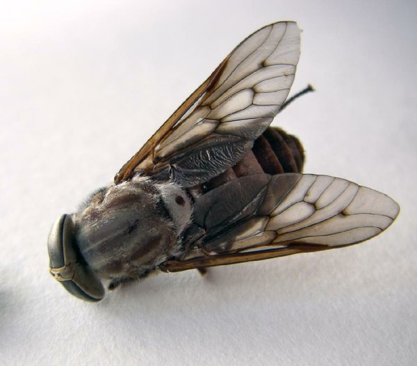 Huge fly - Tabanus atratus 