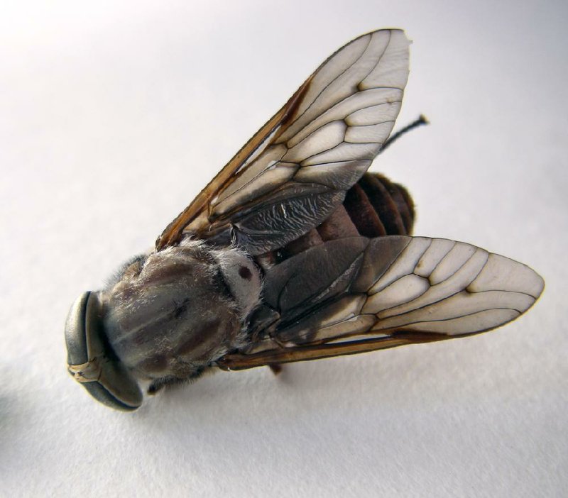 Ow! Bloodthirsty female horseflies torment people, too  The Arkansas  Democrat-Gazette - Arkansas' Best News Source