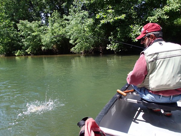 A smallmouth bass gives Russ Tonkinson a fight during a float trip June 26 on Indian Creek near Anderson, Mo., Indian Creek is a lovely Ozark stream with clear, flowing water and good fishing. 