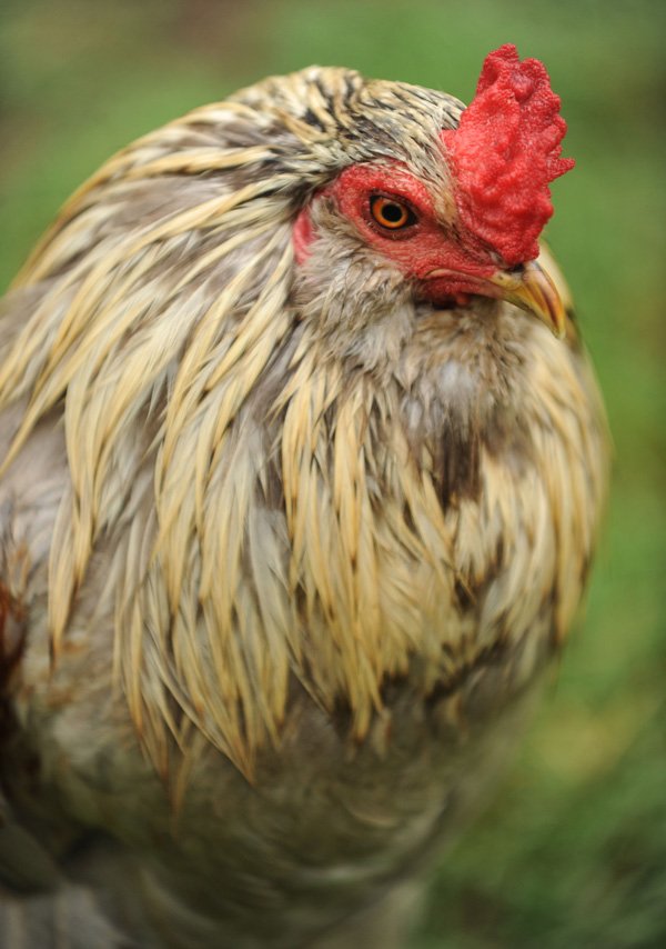 Chickens at Summer Kitchen Family Farm outside Fayetteville walk inside their coop Friday at the small farm owned and operated by Mariah and Ira White. A group of food advocates are working with city staff to establish policies to promote urban agriculture. Changes could allow residents to sell food they grow on their property and allow more chickens, ducks and bees in residential areas.