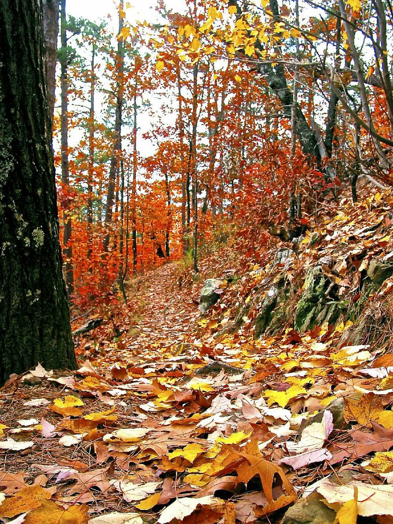 The 2.8-mile northern loop of Earthquake Ridge Trail near Mena is a beautiful hike in the fall.
Happy Trails Photo by Michael Storey
Photo by Michael Storey


Hikers can enjoy stretching their legs on the Earthquake Ridge Trail at 
the eastern end of the Talimena Scenic Trail, just a mile north of Mena 
on Arkansas 88.

