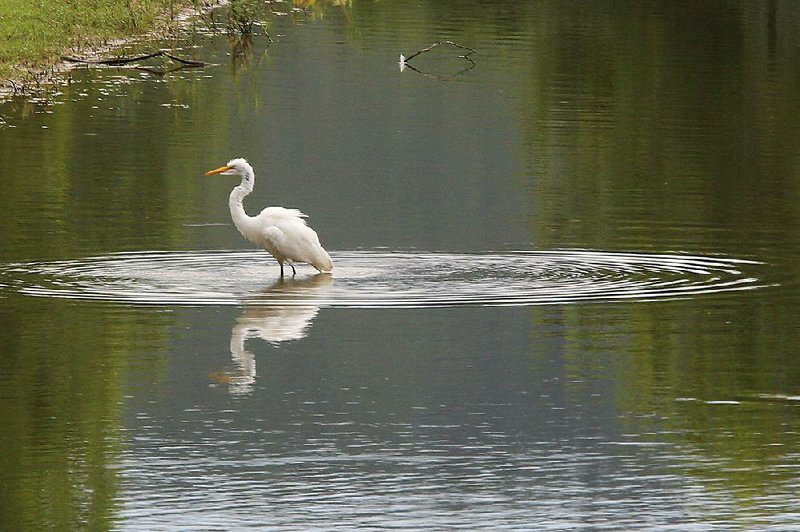  Arkansas Democrat-Gazette/STATON BREIDENTHAL --7/29/13-- An Egret sends ripples through the water Monday afternoon as it walks to the bank of Burns Park's Victory Lake.