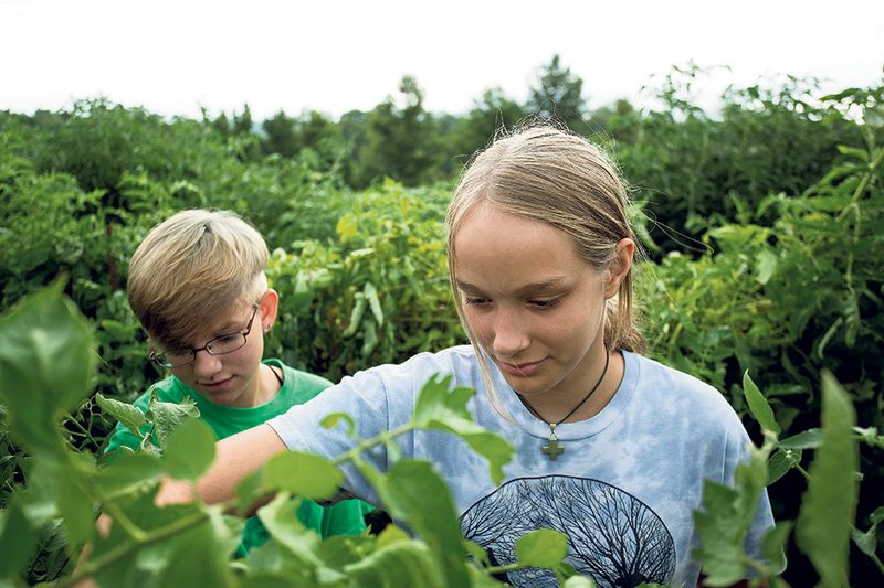 Valerie Lloyd, 14, left, and Grace Vollmers, 14,  both from Houston, Texas, pick cherry tomatoes from the organic gardens at Heifer Ranch in Perryville.