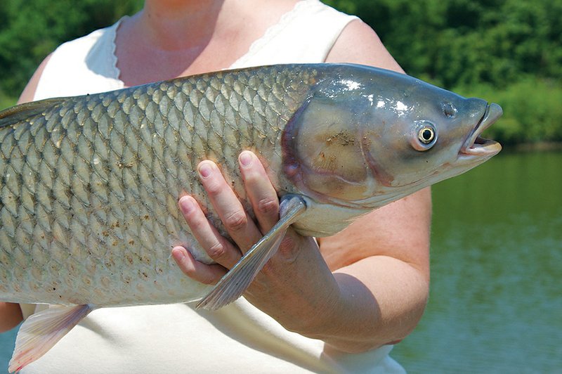 Grass carp are Asian natives stocked in Arkansas to help control unwanted aquatic vegetation. They are great fighters that put on dazzling displays of aerobatics when hooked.