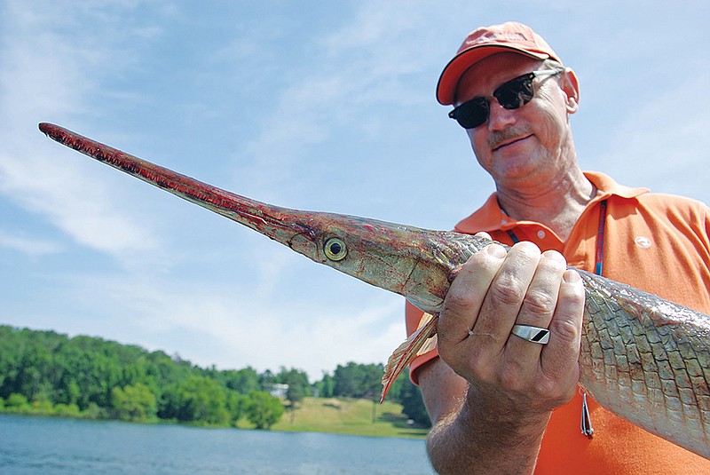 The longnose gar is widespread and abundant in Arkansas. Hooking one is a challenge but well worth the effort, as these primitive fishes fight hard on hook and line.