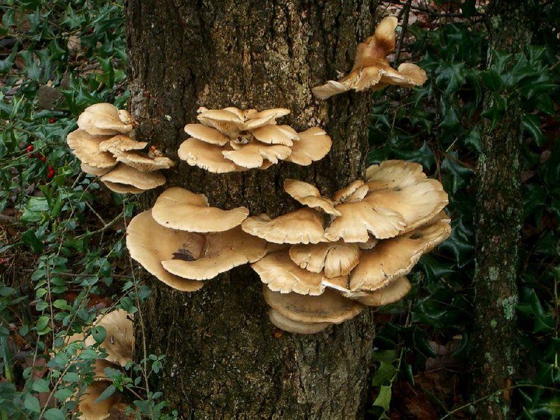 Special to the Democrat-Gazette/JANET B. CARSON
For HomeStyle story about plant diseases, shelf fungus on a tree is a sign the trunk is rotting.
