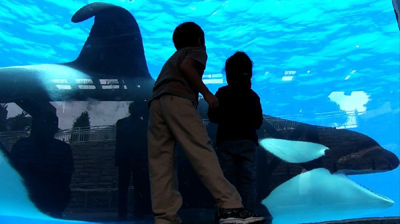 4. Tilikum in a scene from BLACKFISH, a Magnolia Pictures release. Photo courtesy of Magnolia Pictures. 