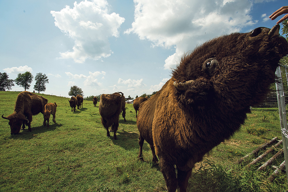 Ratchford Farms provides place for buffalo to roam