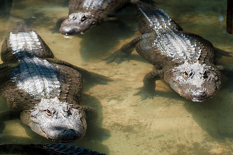 The Arkansas Alligator Farm and Petting Zoo in Hot Springs was started in 1902 and is home to more than 150 alligators.