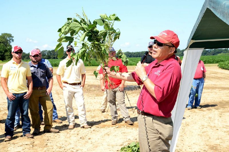 Pengyin Chen holds up a new variety of soybeans at the Pine Tree Research Station near Colt in this 2013 file photo. Chen was the director of the soybean breeding program at the University of Arkansas System’s Division of Agriculture at the time the photo was taken.