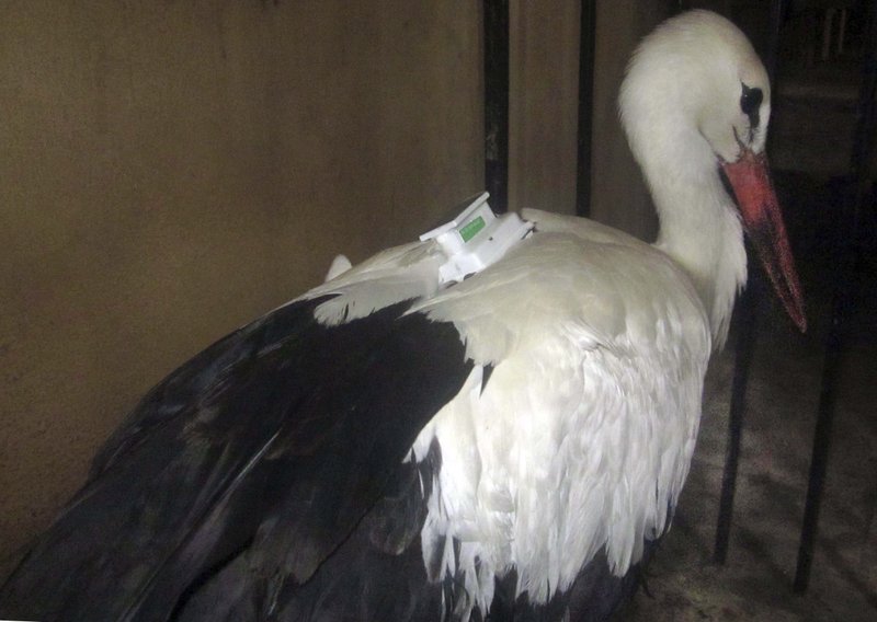 A migrating stork is held in a police station after a citizen suspected it of being a spy and brought it to the authorities in the Qena governorate, about 280 miles southeast of Cairo, Egypt. Officials say the man suspected the bird was an undercover agent because it carried an electronic device. (AP Photo)