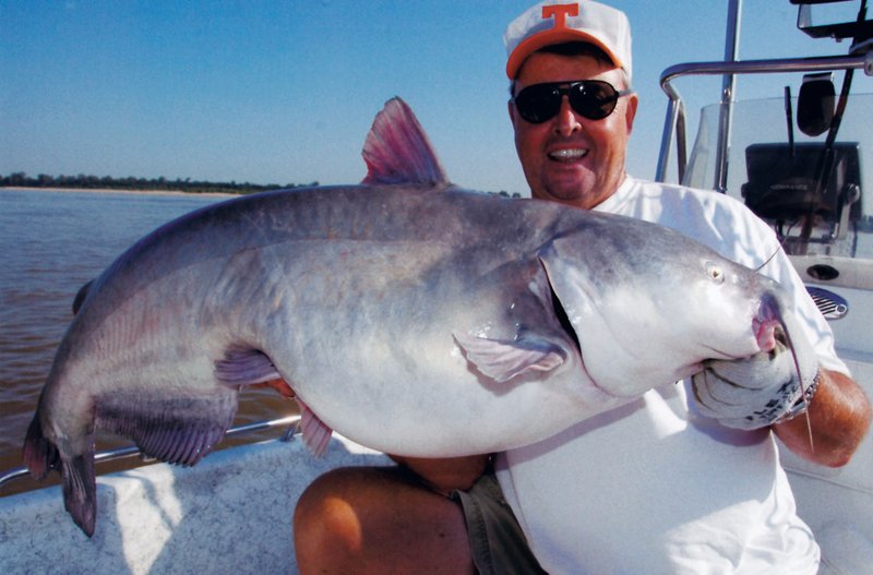 Renowned fisherman Bill Dance of Collierville, Tenn., landed this 55-pound blue cat in the Arkansas portion of the Mississippi River in 2012. It was only half the size of another giant he caught later in the same locale.