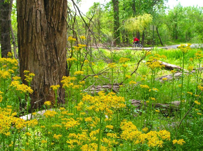 A bike rider takes a curve on the Campbell Lake section of the Arkansas River
Trail. The section begins at Cook's Landing in North Little Rock. Photo by Michael Storey