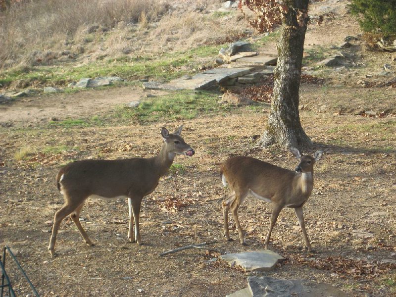 Deer are not hesitant to slip into a country or suburban landscape for a tasty supper. 