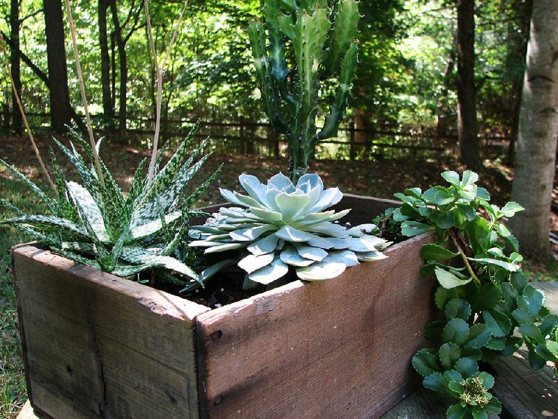 A wine box re-purposed into a sedum container helps bring a touch of whimsy to the garden. 