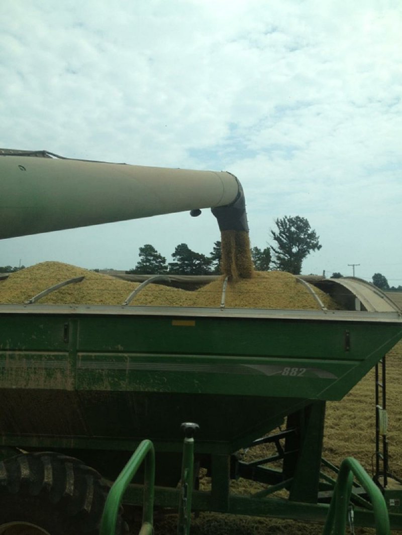 Special to the Arkansas Democrat Gazette - 09-19-2013 - Harvested soybeans on the farm of Matt and Sherrie Miles in McGehee on Sept. 13, the day the Miles' field was measured for the Race for 100 contest.