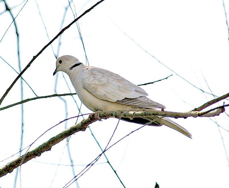 The black band on the back of the collared-dove’s neck gives the bird its common name and is a very distinguishing field mark.