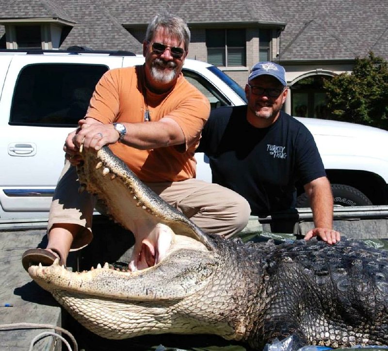 Photo submitted by Drew Baker
Drew Baker, left, killed this 13-foot, 9-inch alligator last Saturday in Hempstead County with help from Clay Berry, right. The gator is tentatively the new state record.
