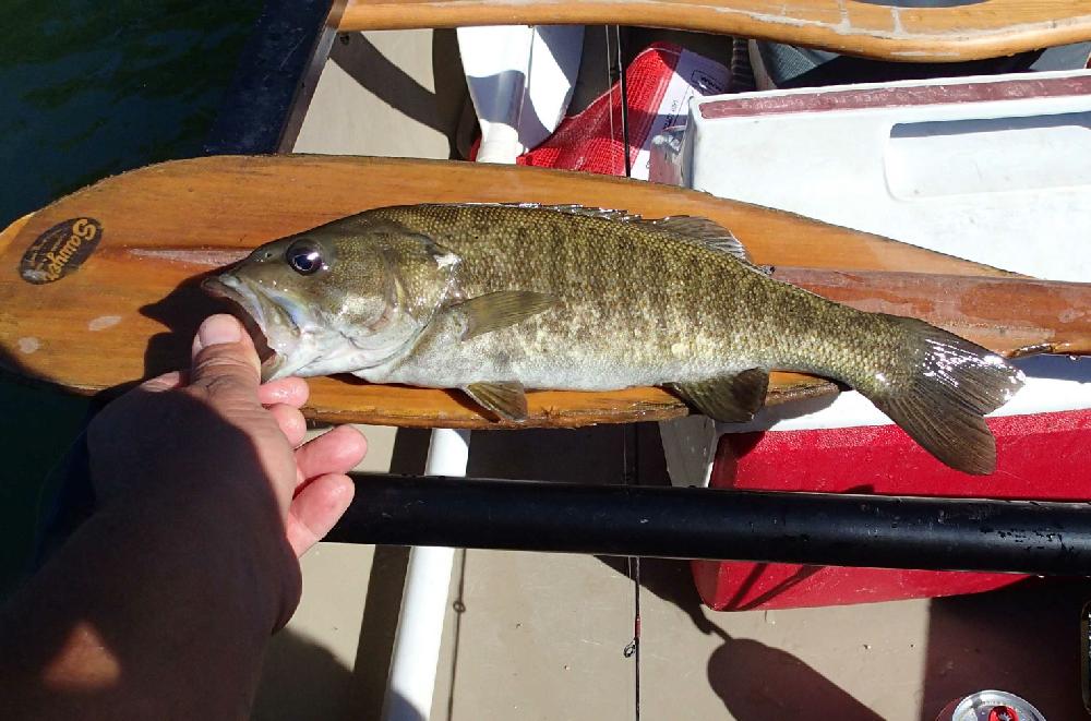 Tube baits and grubs were effective for catching average-sized smallmouth bass. Duncan switched to a large spinner bait later to target big fish.