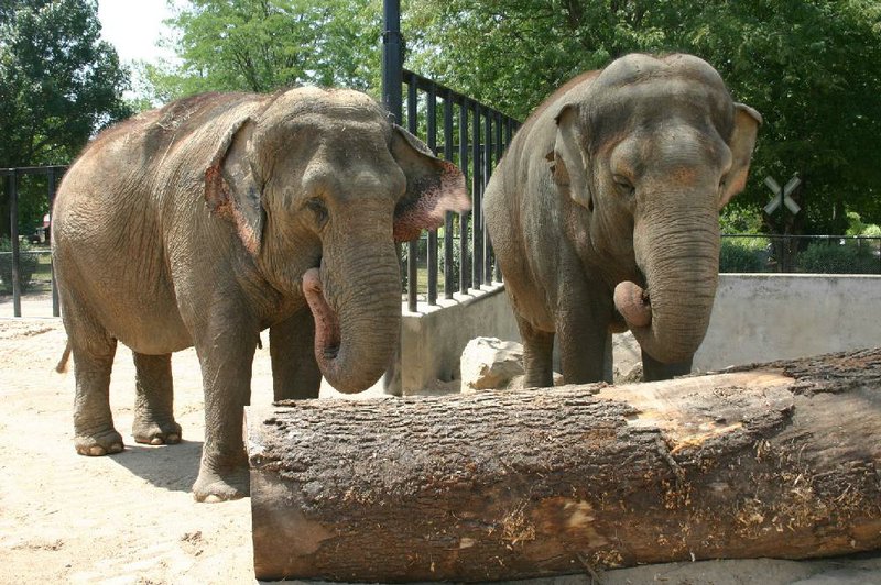 UNDATED HANDOUT PHOTO

LITTLE ROCK (October 21, 2013)  The Little Rock Zoo welcomed two new elephants, Sophie and Babe, who arrived this afternoon from the Niabi Zoo in Coal Valley, Illinois.  The elephants traveled overnight and were unloaded safely into the elephant barn and are being closely tended to by Zoo staff as they make the adjustment to their new home.