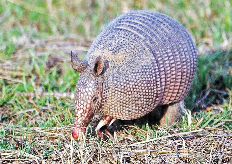 Covered by a leathery shell and equipped with long claws for digging, the nine-banded armadillo is one of Arkansas’ most unusual mammals.