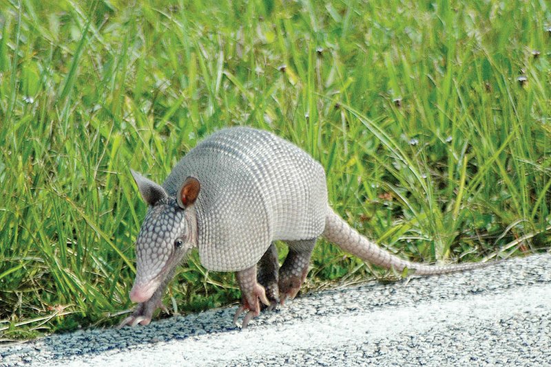 Armadillos are often seen on roadways, particularly at night. Unfortunately, many die after encounters with vehicles.