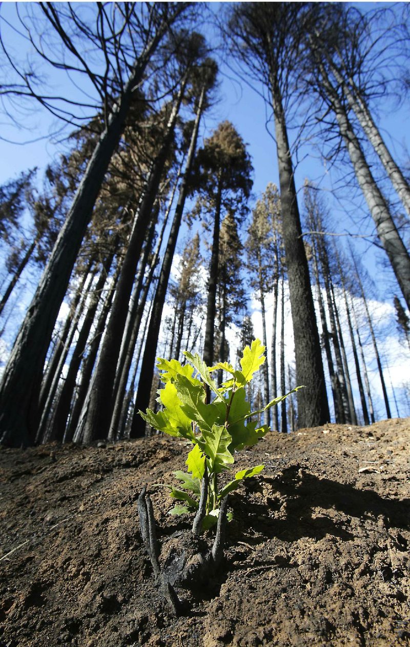 In this photo taken Thursday, Sept. 25, 2013  A small plant begins to grow among trees scorched by the Rim Fire in the Stanislaus National Forest, near Tuolumne City, Calif.  Just three weeks after flames of the Rim Fire consumed an estimated 30,000 acres of forest land, nature has begun to repair itself with new plant growth.(AP Photo/Rich Pedroncelli)
