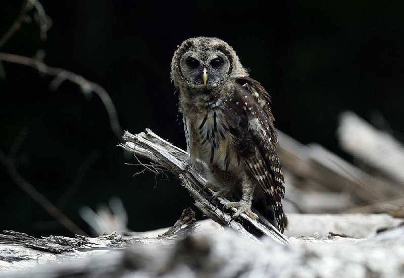 Special to the Democrat-Gazette/JERRY BUTLER
This barred owl was photographed in deep woods near Toltec Archeological State Park.