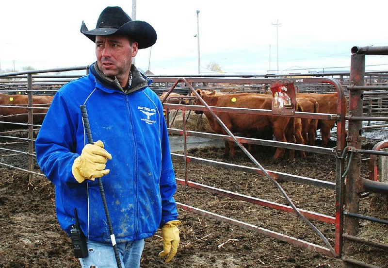 Rancher Joe Carley works Wednesday, Oct. 23, 2013, at the Philip Livestock Auction in Philip, S.D., where he works to help make ends meet. Carley lost about a quarter of his cows and a third of his calves in an early October blizzard that killed tens of thousands of cattle in western South Dakota, but he plans to continue ranching. (AP Photo/Chet Brokaw)