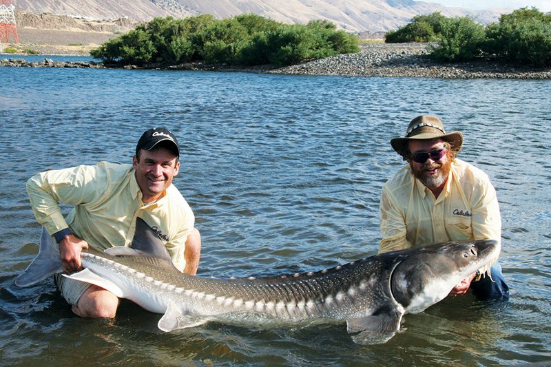 Fishing for Columbia River sturgeons