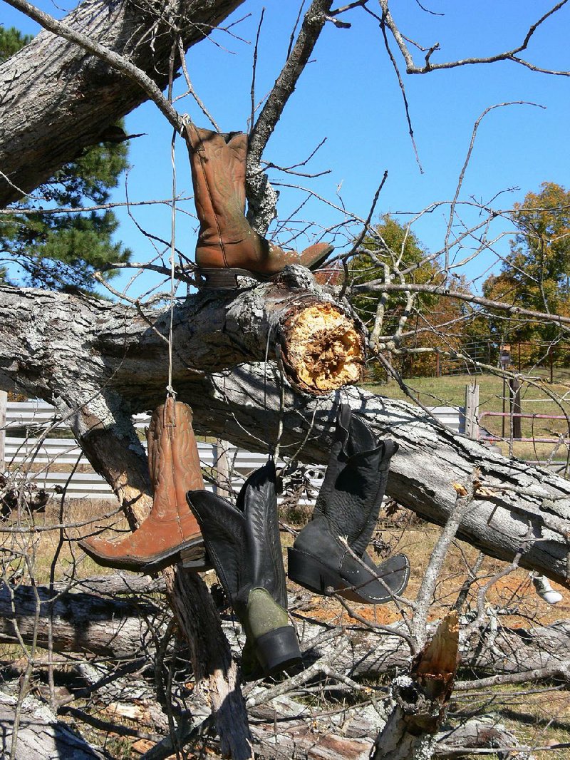 The boot tree at the farm of John Smith of Morning Star has fallen to the ground.