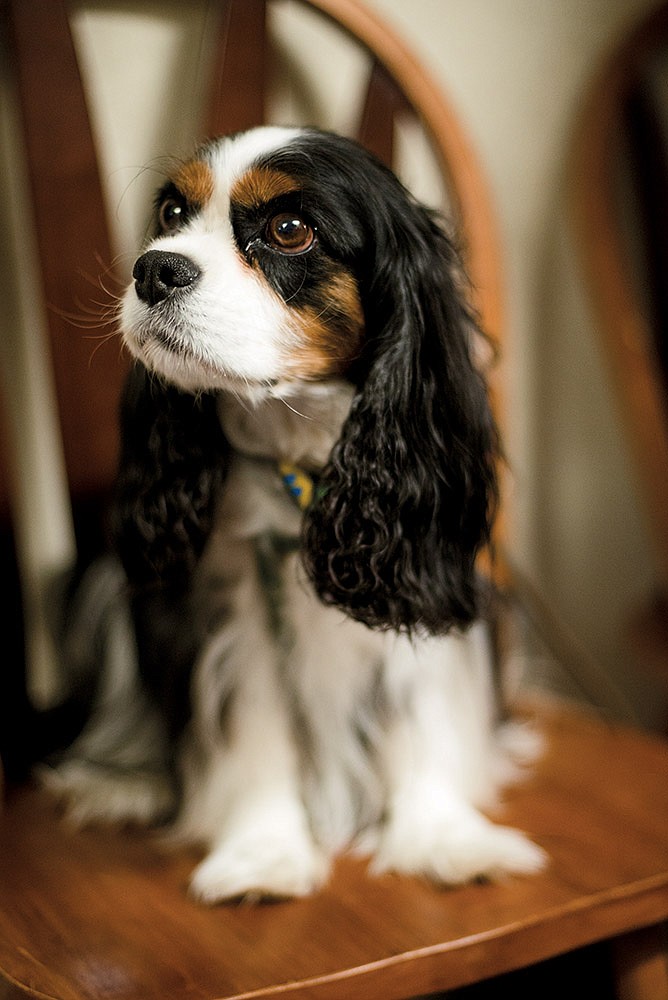 Reese, a King Charles Cavalier Spaniel owned by Mary Schultz, has made more than 100 visits to terminally ill patients as a therapy dog at Arkansas Hospice in Hot Springs.