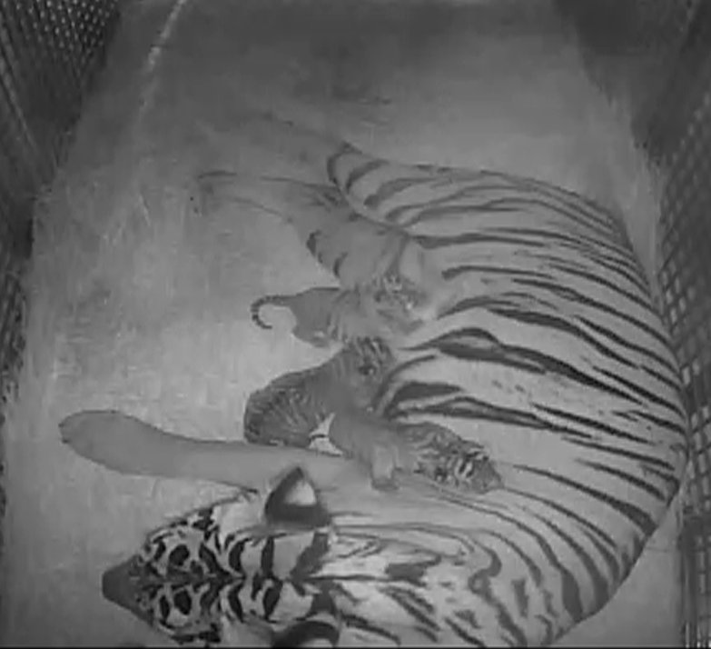 The Little Rock Zoo announced Thursday that a five-year-old Malayan tiger named Suhana gave birth to four cubs on Tuesday, Nov. 12.