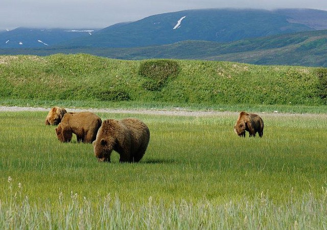 STAFF PHOTOS PAUL NIELSEN 
Alaskan brown bears graze at Katmai National Park in Alaska. A fly-in tour to see bears took viewers to within yards of bears.