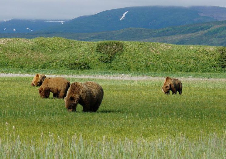 STAFF PHOTOS PAUL NIELSEN 
Alaskan brown bears graze at Katmai National Park in Alaska. A fly-in tour to see bears took viewers to within yards of bears.