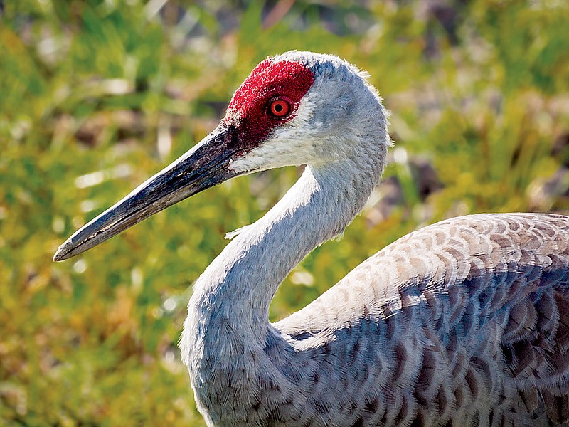 Sandhill crane populations are growing in many areas, allowing the birds to be hunted in several states, including Oklahoma.