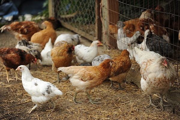 Chickens at Summer Kitchen Family Farm outside Fayetteville walk near their coop Friday, July 26, 2013, at the small farm owned and operated by Mariah and Ira White. A group of local food advocates are working with city staff to establish policies to promote urban agriculture. Changes could enable residents to sell food that they grow on their property and allow more chickens, ducks and bees in residential areas.