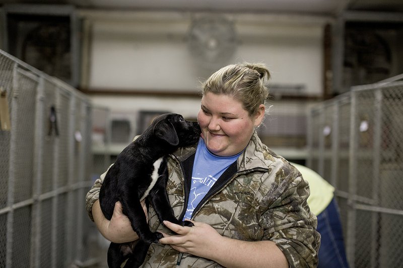 Jeri Augustine, a kennel tech at the Humane Society of Searcy, plays with a Lab-mix puppy that is available for adoption.