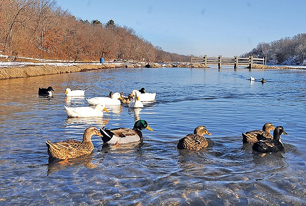  STAFF PHOTO FLIP PUTTHOFF 
Waterfowl outnumbered people during a snowy Thursday at Lake Atalanta Park in Rogers. Concerned residents want to be involved with planning a renovation of the lake and park.